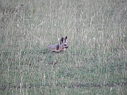 bat-eared_fox_-_flaggermusrev_-_otocjon